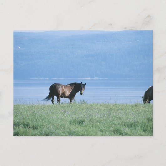 Horse, Lake en Mountain Scene Briefkaart (Voorkant)