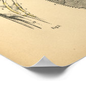 Horse Leg Tendons Anatomie 1908 Impression Vintage (Coin)