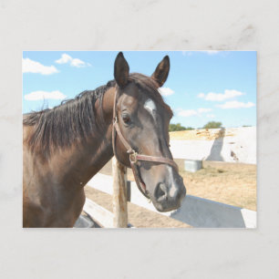 Horse Love Briefkaart