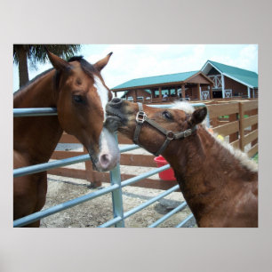 Horse Love Western Cowboy Horses Poster équestre