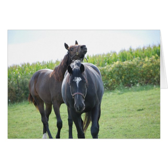 Horse Lovers (Voorkant Horizontaal)