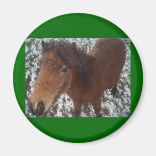 HORSE MAGNEET
