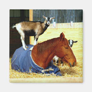Horse Magnet Goat Magnet Funny Boerderij Foto Magneet
