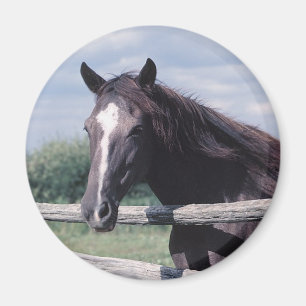 Horse Magnet Magneet