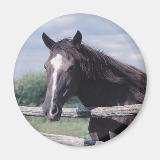 Horse Magnet Magneet (Voorkant)