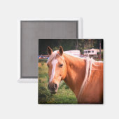 Horse Magnet Magneet (Voorkant / Achterkant)