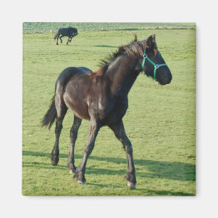 Horse magnet magneet