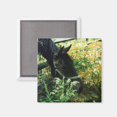 Horse Magnet Magneet (Voorkant / Achterkant)