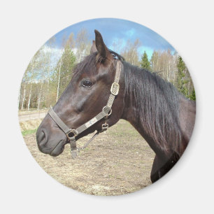 Horse magnet magneet