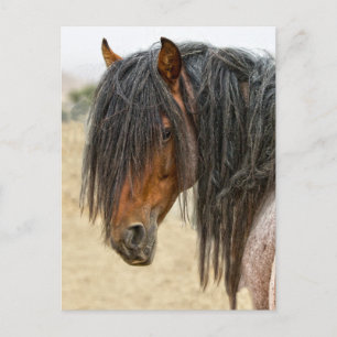 Horse Mane Briefkaart