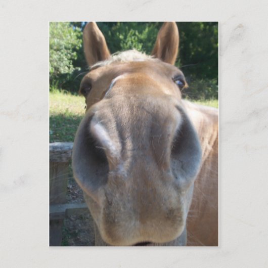 Horse Nose Briefkaart (Voorkant)
