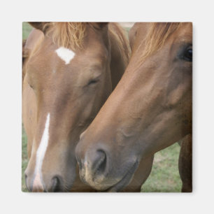 Horse Nuzzle Square Magnet Magneet