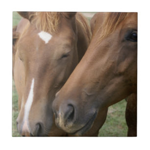 Horse Nuzzle Tile Tegeltje