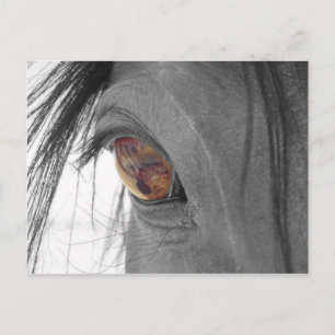 Horse ogen II Briefkaart