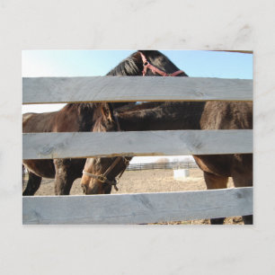 Horse Play Barn Horses Briefkaart
