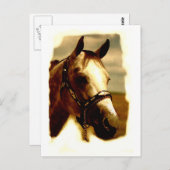 Horse Portrait Briefkaart (Voorkant / Achterkant)