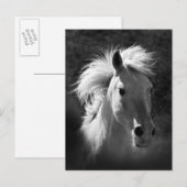 Horse Portrait V Briefkaart (Voorkant / Achterkant)