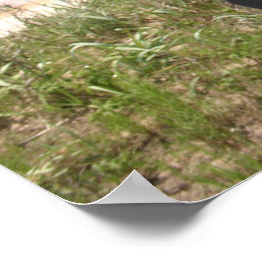 Horse Poster Beach (Coin)