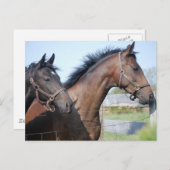 Horse Race Finish Line Briefkaart (Voorkant / Achterkant)