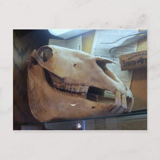 Horse Skull Briefkaart (Voorkant)