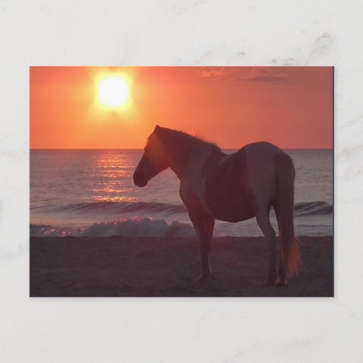 Horse Sunrise Briefkaart (Voorkant)