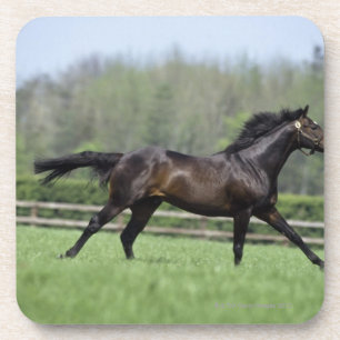 Horse Thoroughbreds, Wassl 1988, Bier Onderzetter