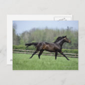 Horse Thoroughbreds, Wassl 1988, Briefkaart (Voorkant / Achterkant)