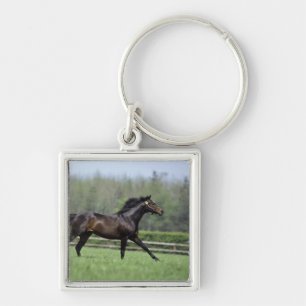 Horse Thoroughbreds, Wassl 1988, Sleutelhanger