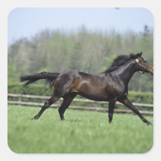 Horse Thoroughbreds, Wassl 1988, Vierkante Sticker (Voorkant)