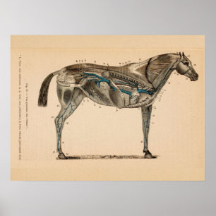 Horse Veins Heart Anatomy French Print
