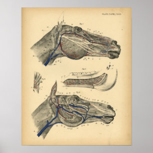 Horse Veins Nerves Anatomy 1908  Print