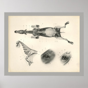 Horse Veterinary Muscle Skeleton Anatomie Print