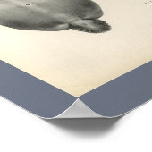 Horse Veterinary Skeletal Musea Anatomee Print (Hoek)