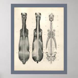 Horse Veterinary Skeletal Musea Anatomee Print