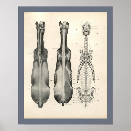Horse Veterinary Skeletal Musea Anatomee Print (Voorkant)