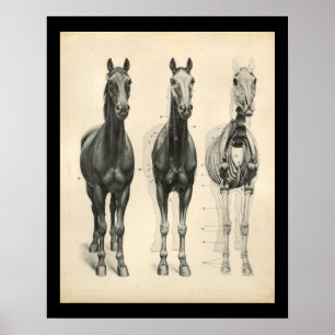 Horse Veterinary Skeletal Musea Anatomee Print