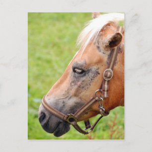 Horsehead 003 briefkaart