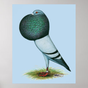 Horseman Pouter Blue Poster