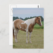 Horses Briefkaart (Voorkant / Achterkant)