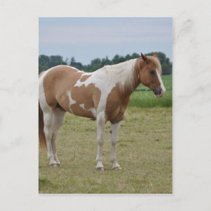 Horses Briefkaart