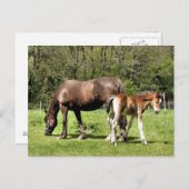 HORSES BRIEFKAART (Voorkant / Achterkant)