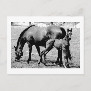 Horses Briefkaart