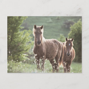 Horses Briefkaart