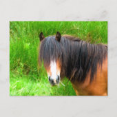 HORSES BRIEFKAART (Voorkant)