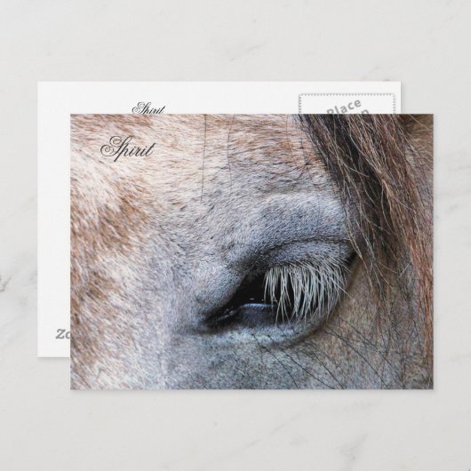 HORSES BRIEFKAART (Voorkant / Achterkant)