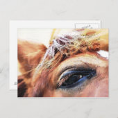 HORSES BRIEFKAART (Voorkant / Achterkant)