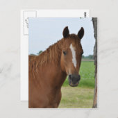 Horses Briefkaart (Voorkant / Achterkant)