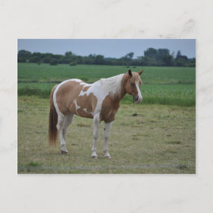Horses Briefkaart