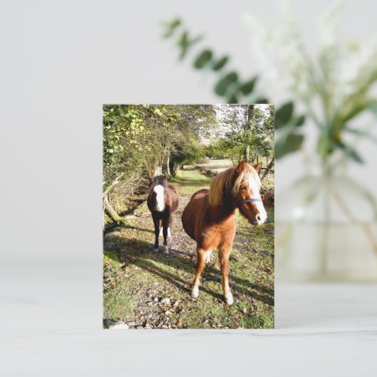 HORSES BRIEFKAART (Staand voorkant)