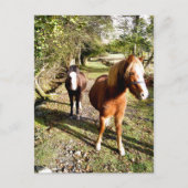 HORSES BRIEFKAART (Voorkant)